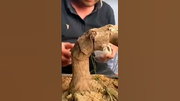how to bend a bonsai tree……#garden #gardening #viral #trending #bonsai