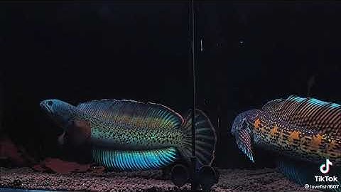 vẻ đẹp của lóc nữ hoàng và tiểu hoàng đế😍 TRUNG VIỆT FISH SHOP