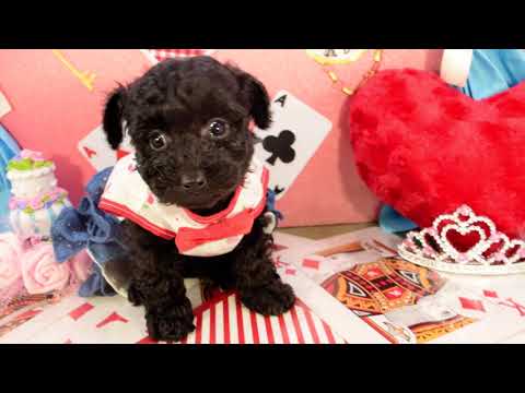 堺市のペットショップのタイニープードルペットNo.210102の子犬動画サムネイル