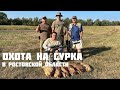 Охота на сурка в Ростовской области