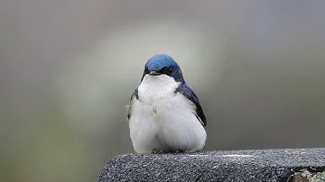 Ontario Birdsong: Tree Swallow Chattering Call