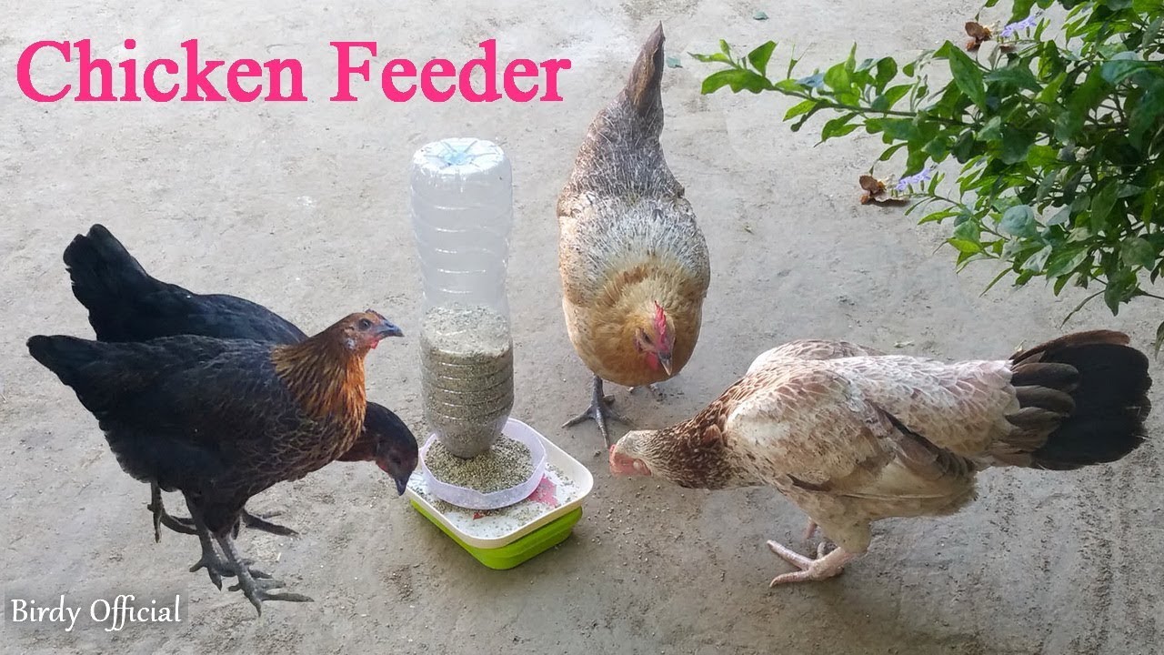 DIY Automatic Chicken Feeder Homemade