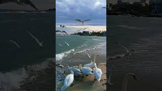 Кавер-музыки #EvaVel123 #нейросеть #нейромузыка #нейрохит #хит #музыка