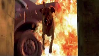 Disaster Movie Dogs In Peril | Supercut screenshot 4