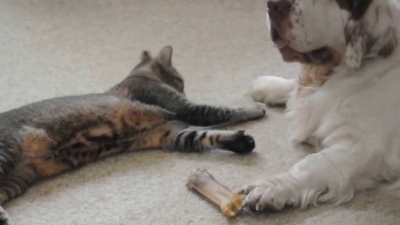 Кламбер Спаниель и Пикси-Боб