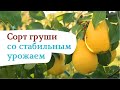 Надежная груша «Чижовская»