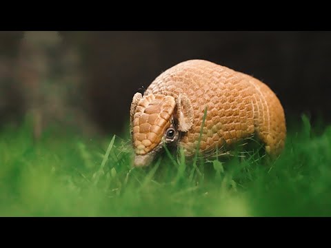 Vidéo: Le tatou à volants, ou la fée rose d'Argentine