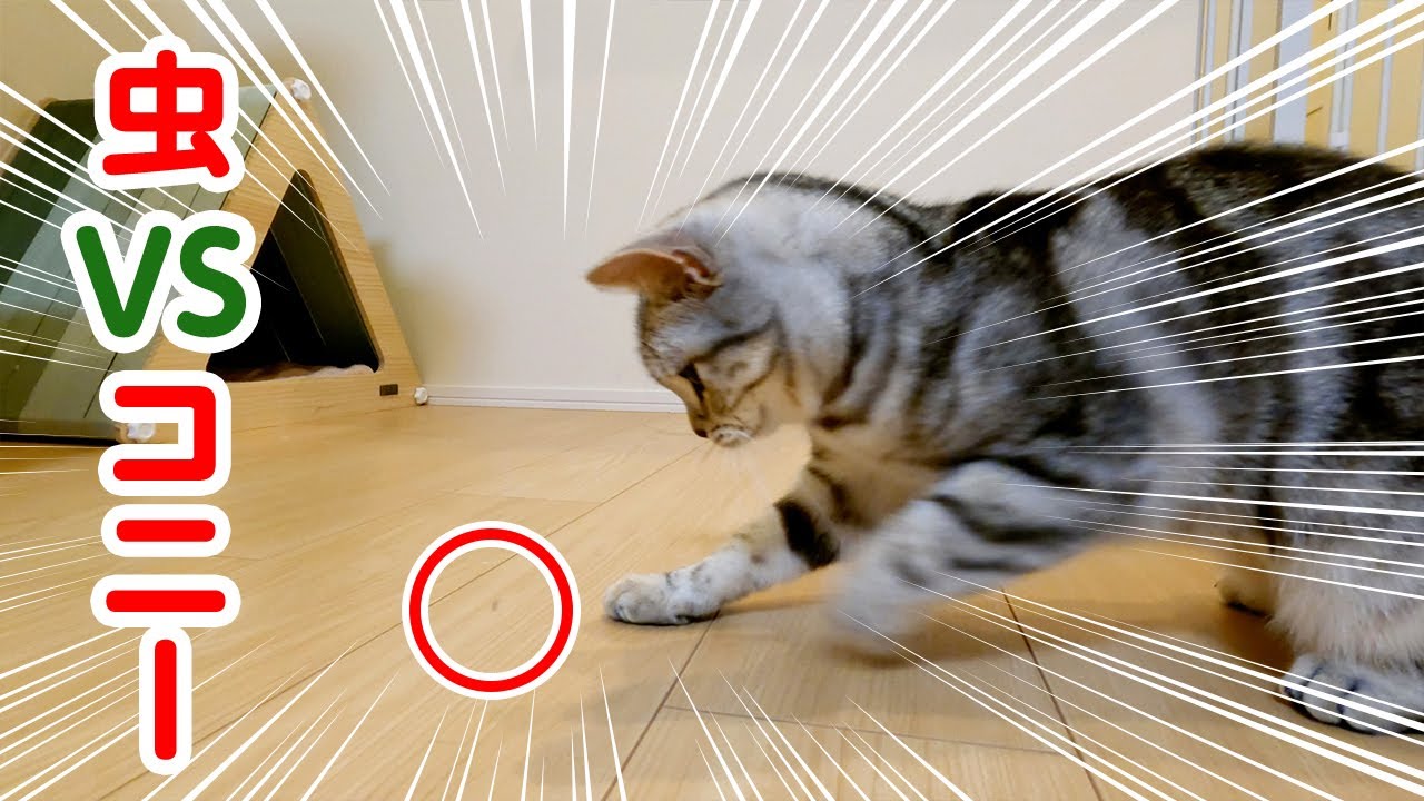 部屋の中にいる小さな虫と格闘する猫の動体視力がすごい ねこのきもちweb Magazine