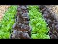 Late Night Lettuce Harvest live!