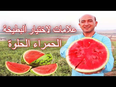 فيديو: بطيخ مع لمسة. معرفة