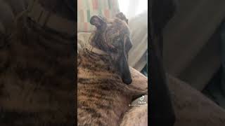 Sahibinin Kendisine Niye Vurduğunu Anlamayan Köpek