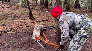 Releasing two lions from a wolf trap 
