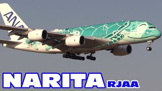 1/160 ANA エアバス A 380 フライングホヌ カイ 2号機 緑 レア 1/160 ANA エアバス A 380 フライングホヌ カイ 2号機 緑 レア