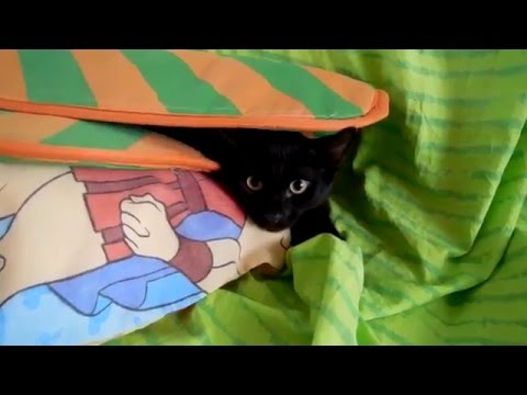 MY BLACK CATS. ГРЕЧЕСКИЕ КОТЫ И ИХ ИГРЫ. ΟΙ ΓΑΤΕΣ ΜΟΥ.