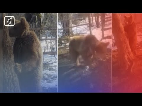 სოფელ იფნარაში დათვი ჯაჭვით ხეზე დაბმული ნახეს