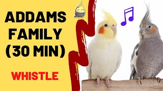 ADDAMS FAMILY WHISTLE (30 Min)  Cockatiel Singing Training  Bird Whistling Practice