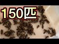 【閲覧注意】餌用ゴキブリ150匹の飼育を始めました