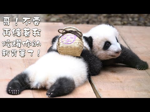 《熊貓早晚安》哥！不要再纏著我炫耀你的新背簍了！ | iPanda熊貓頻道