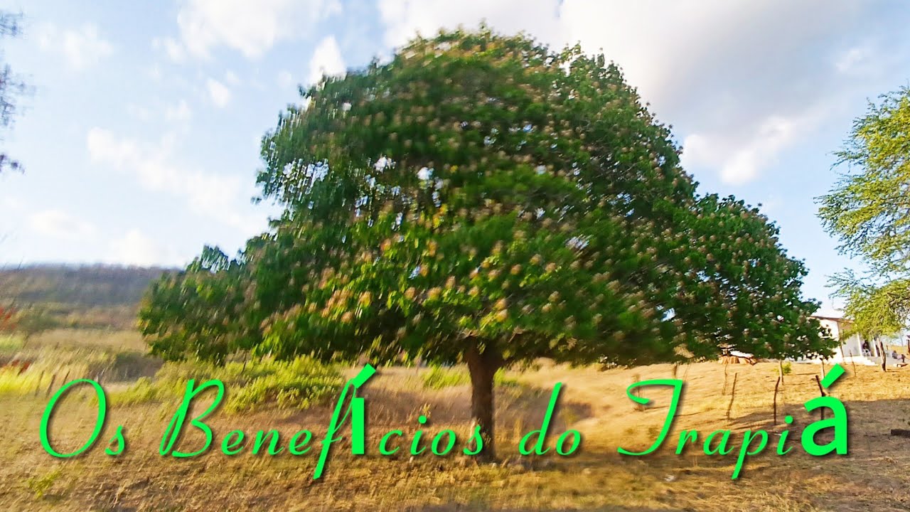 O Trapiá Uma Planta Medicinal @oparaiso7978#oparaíso - YouTube
