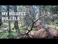 My Biggest Bull EVER! A Giant Bull with a bow, called into range.