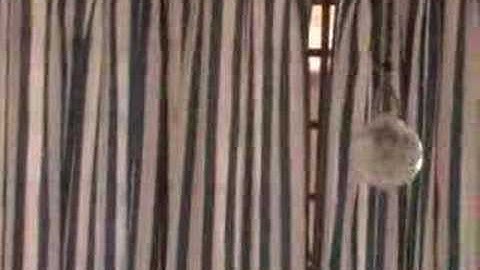 Bob    by Fritz Donnelly      for Vidopedia