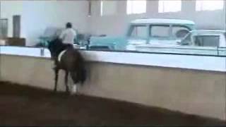 Samaritano Ris Caballo Lusitano