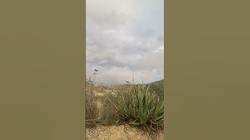 Sunset Clouds  - Time Lapse 🟢