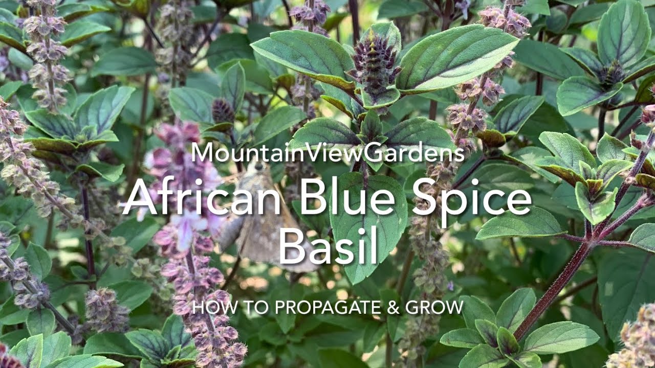 African Blue Spice Basil How To Grow & Propagate YouTube