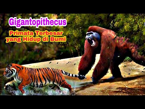 Video: Gigantopithecus: Monster Monyet Dari Masa Lalu - Pandangan Alternatif