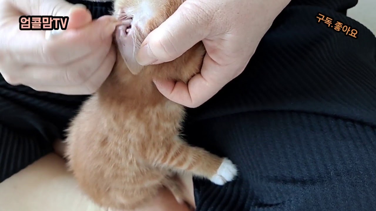 고양이 귀진드기 치료하기