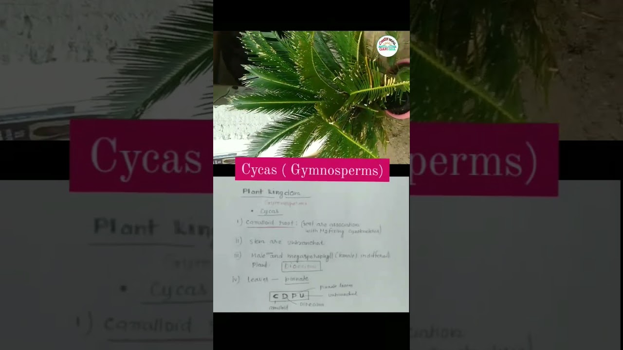 Gymnosperms ( Cycas) biology class-11th 