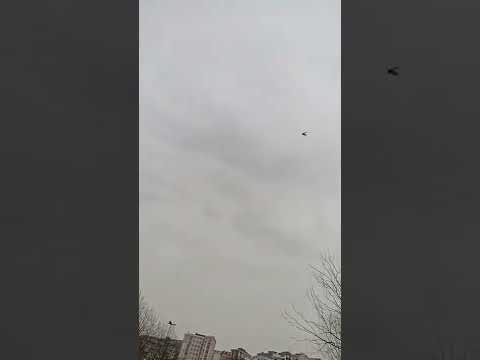 oyun Kuşu taklacı