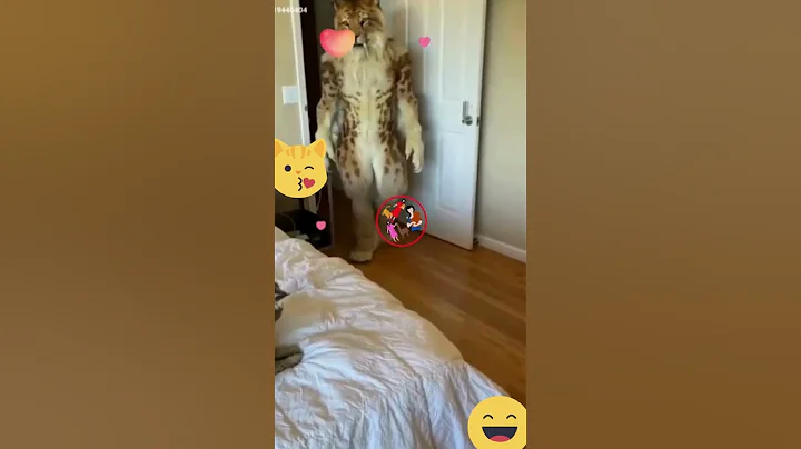 Video 11600771: cat vs dog funny, cat attacks dog, manee cute cat, funniest cutest cats, best cutest cat, longing