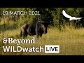 WILDwatch Live | 19 March, 2021 | Afternoon Safari - Part 2 | South Africa