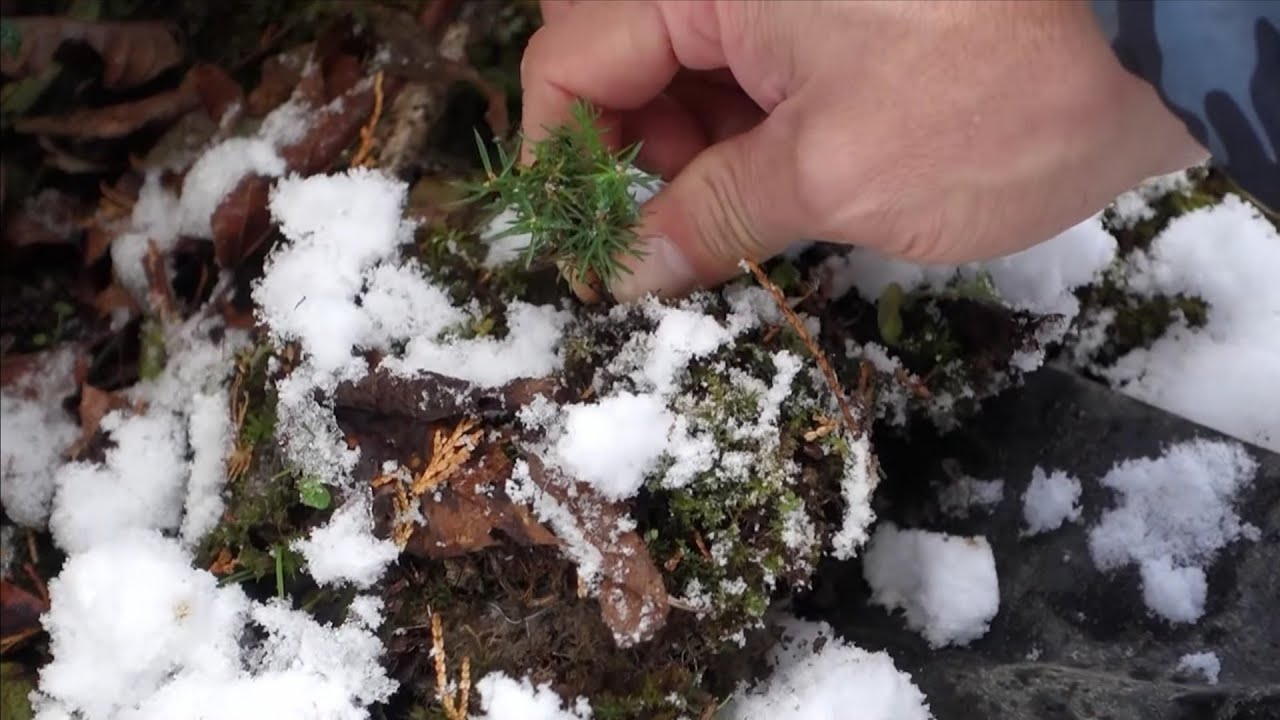 Bonsai diary ♯156「真冬の山採り 雪が積もると素材探しもひと苦労