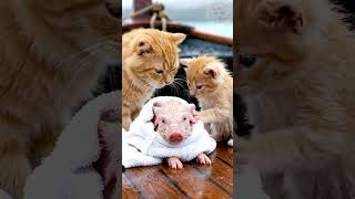 Brave Cat Mom and Kitten Row a Boat to Save a Lost Piglet 🛶💖 #cat #cutecat #kitten