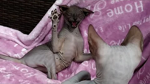 Video 1474691: don sphynx cats family, sphynx cat meets, sphynx cats first