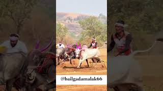 नाद 💯 #iphone #bullfarm #maharashtra #bailgadasharyat #share #trending #farm #farmlifebestlife