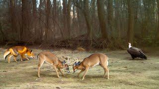 PA Trail Cam (Bucks, Coyote, Fox, Raccoons and more)