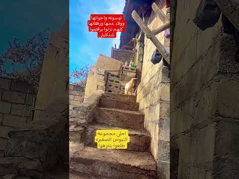 تيسونه واخواتها وولاد عمها واصدقاءها كلهم راحوا يتنزهوا وهمو يرقصون شنكليلي