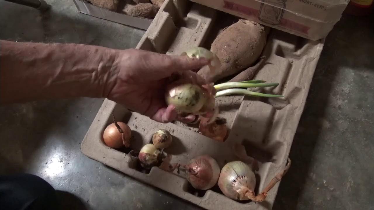 ONIONS HOW LONG DID MY "NEWBURG" ONIONS STORE? (OAG) YouTube