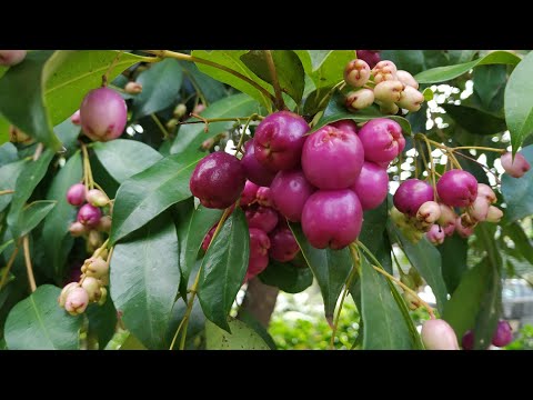 Видео: Какво е растение Lilly Pilly: Научете за отглеждането на храст Lilly Pilly