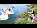 Gorgeous Wild Swans am Rhein//Swan Feeding