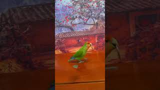 Bird Training  Smart Lovebird Parrot  Smart Little Cute Parrot #Training #Smartparrot #Cute