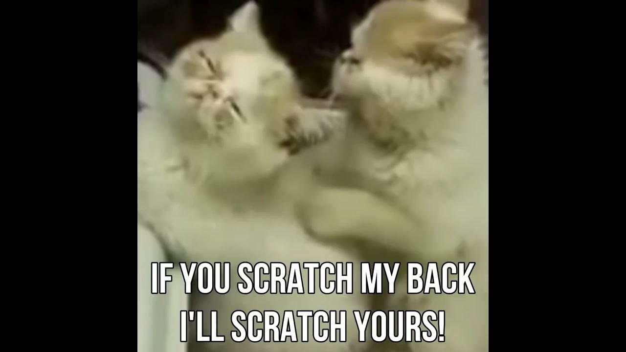 If you scratch my back, I'll Scratch Yours YouTube