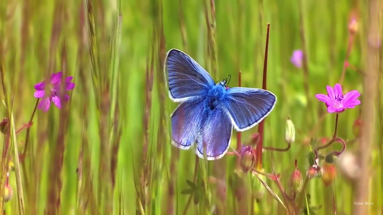 Common Blue butterfly (Polyommatus icarus)