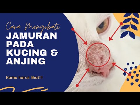 Video: Dermatosis Hidung Pada Kucing - Penyakit Kulit Pada Hidung