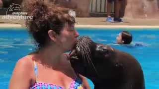 Download lagu Colleen Brian Swim with Sea Lions in Puerta Vallarta Mexico Colleen Brian Swim with Sea Lions in Puerta Vallarta Mexico