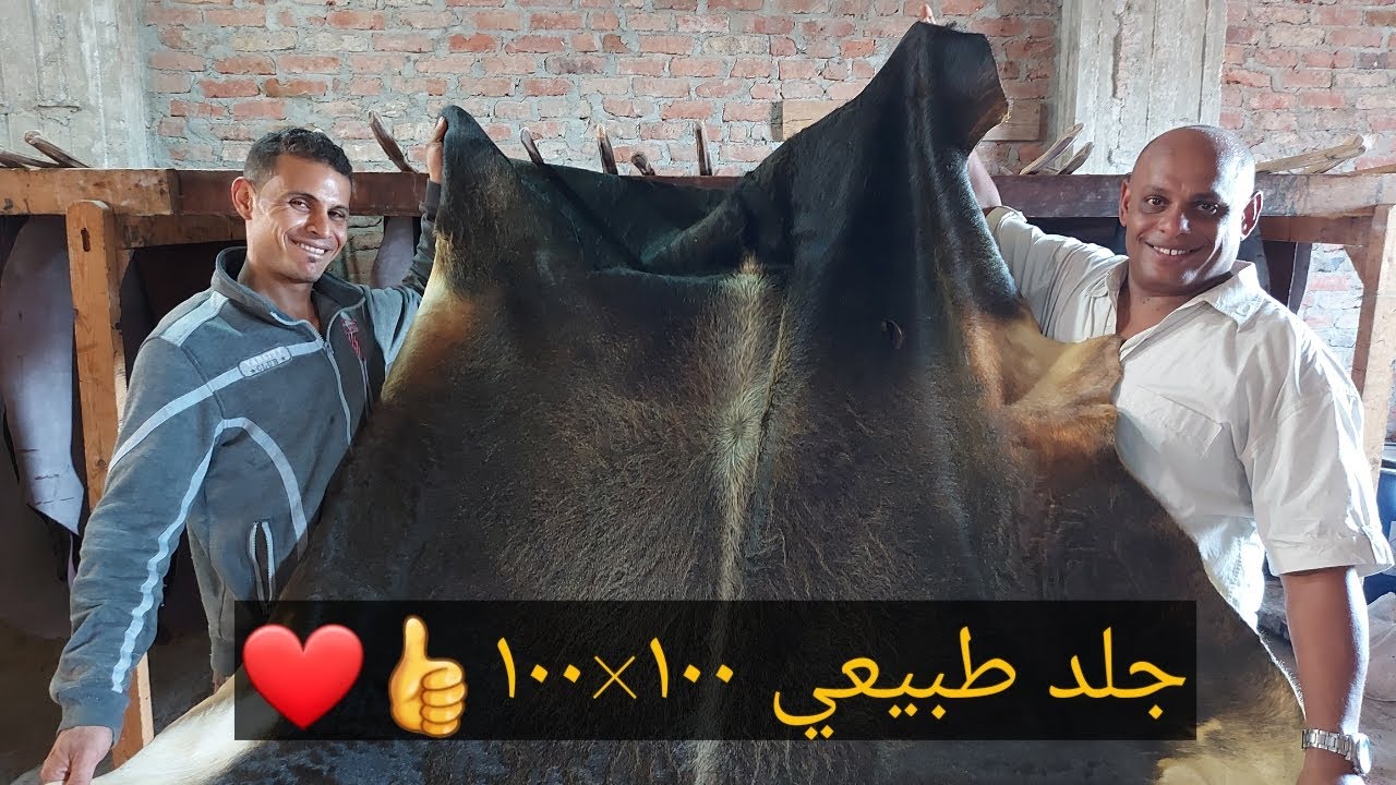 شوفوا جلد العجول عملوا منة اية 🥰جلد طبيعي ١٠٠×١٠٠