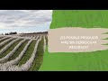 🌱 El futuro de la agricultura está en la eficiencia💧